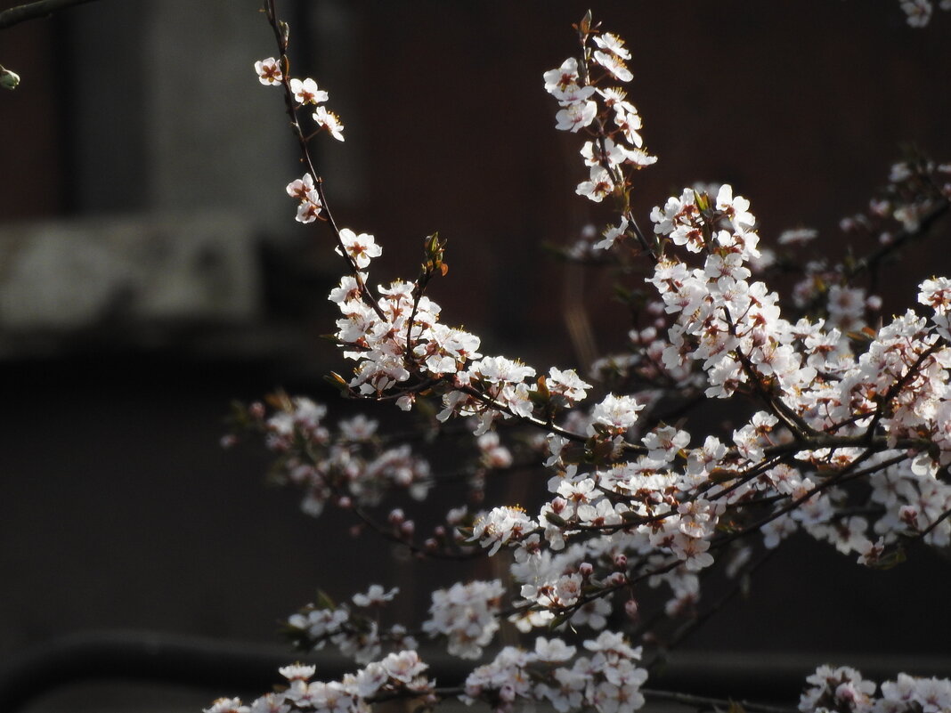 весна - ИННА ПОРОХОВА