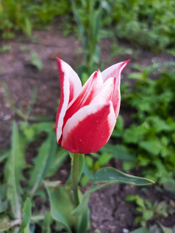 Тюльпан - Татьяна Пальчикова