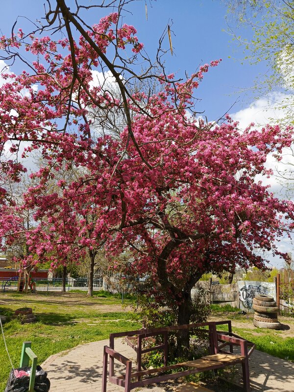 Яблоня - Татьяна Пальчикова Яблоня - Татьяна Пальчикова