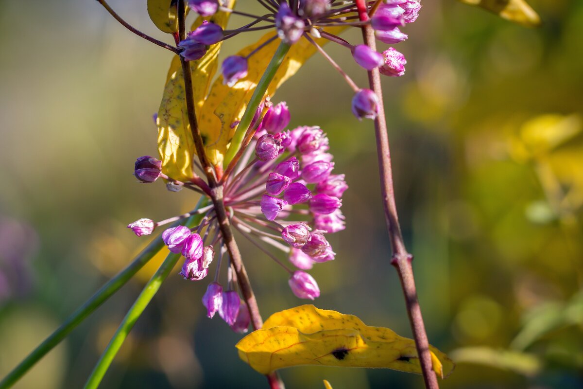 Краски лета. На перевале. Ильменский хребет. - Алексей Трухин