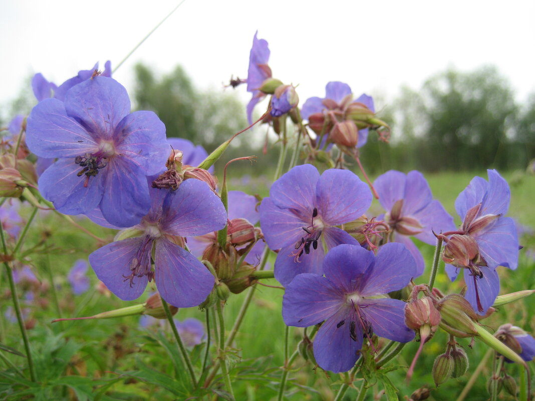 Герань - Anna Ivanova