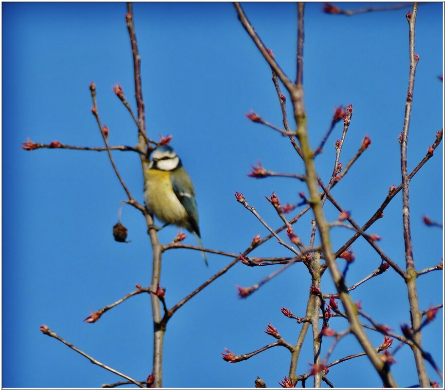 ПИЧУГА... - Elvira E. 