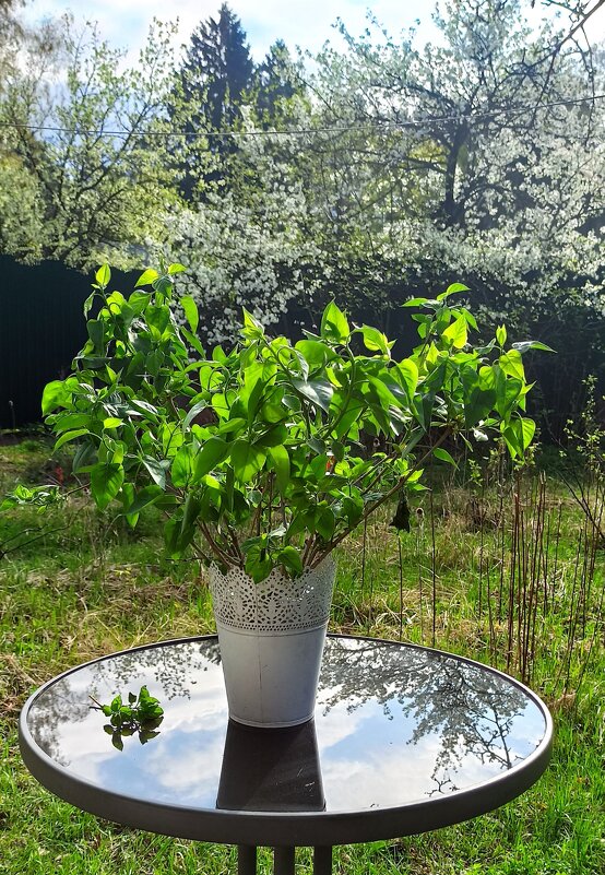 "Один раз в год сады цветут! " - veilins veilins "Один раз в год сады цветут! " - veilins veilins