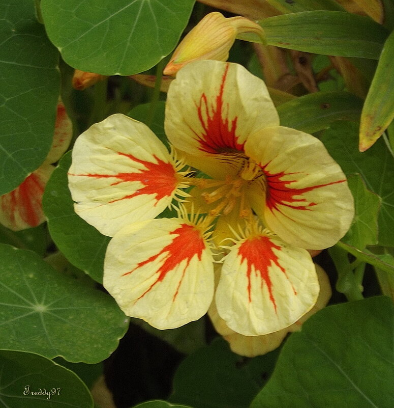 Настурция - Freddy 97 Настурция - Freddy 97