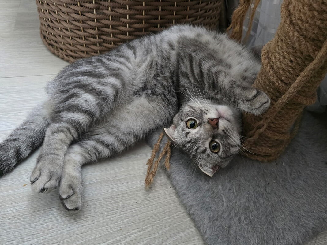 "Гуттаперчевый" Боря - Ольга Довженко