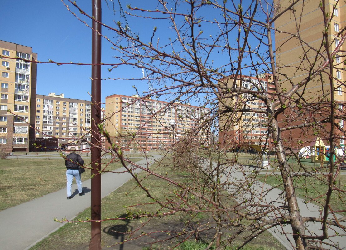 Первые листочки - Андрей Макурин