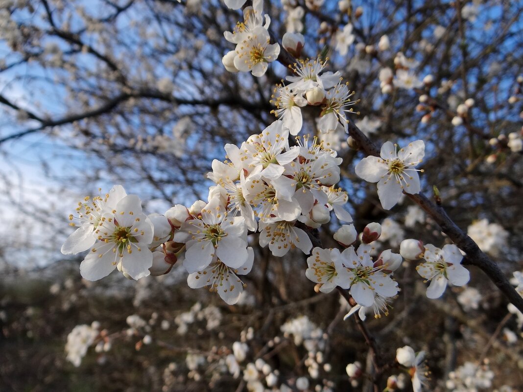 Цветет алыча - Антонина Гугаева Цветет алыча - Антонина Гугаева
