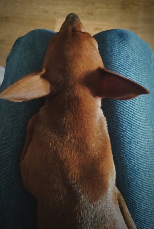 Соскучилась и заснула. - Evgenia Glazkova Соскучилась и заснула. - Evgenia Glazkova