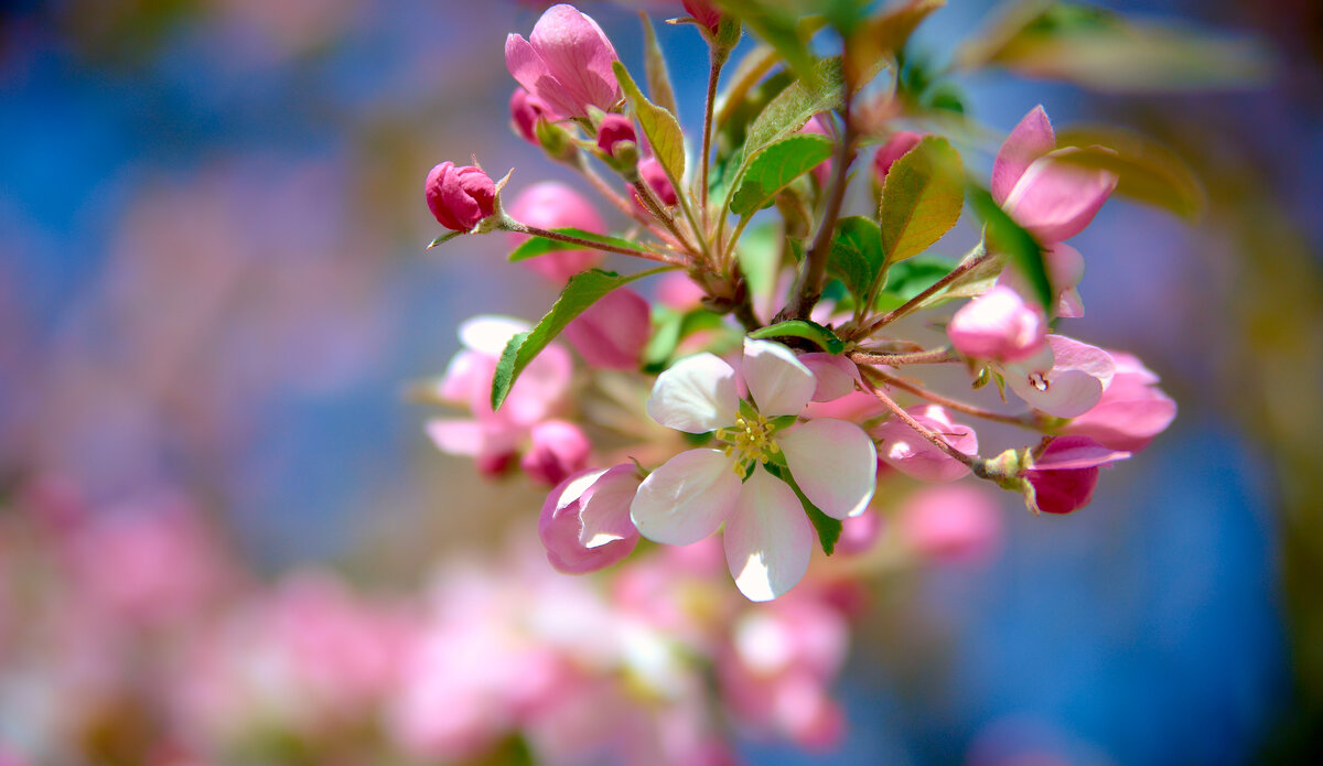 Весна в разгаре - Sergey Gorelov Весна в разгаре - Sergey Gorelov