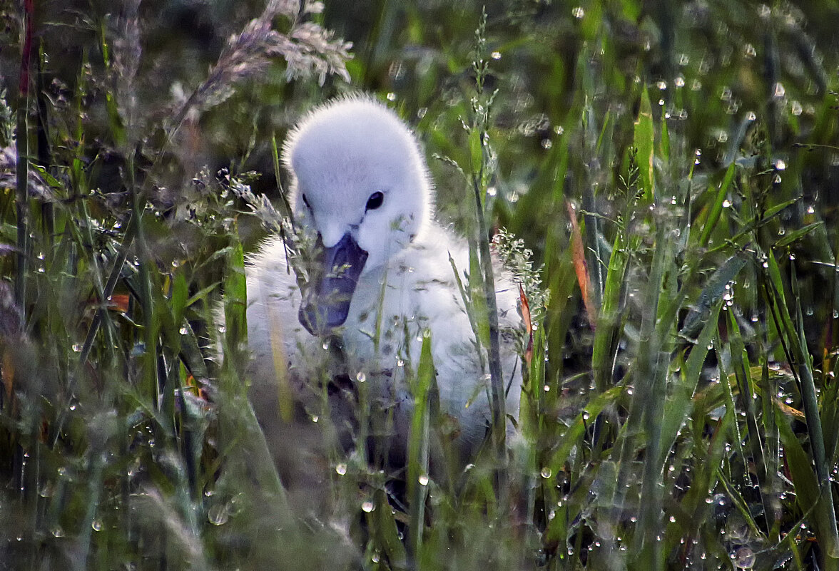 ******* - Андроник Александр ******* - Андроник Александр