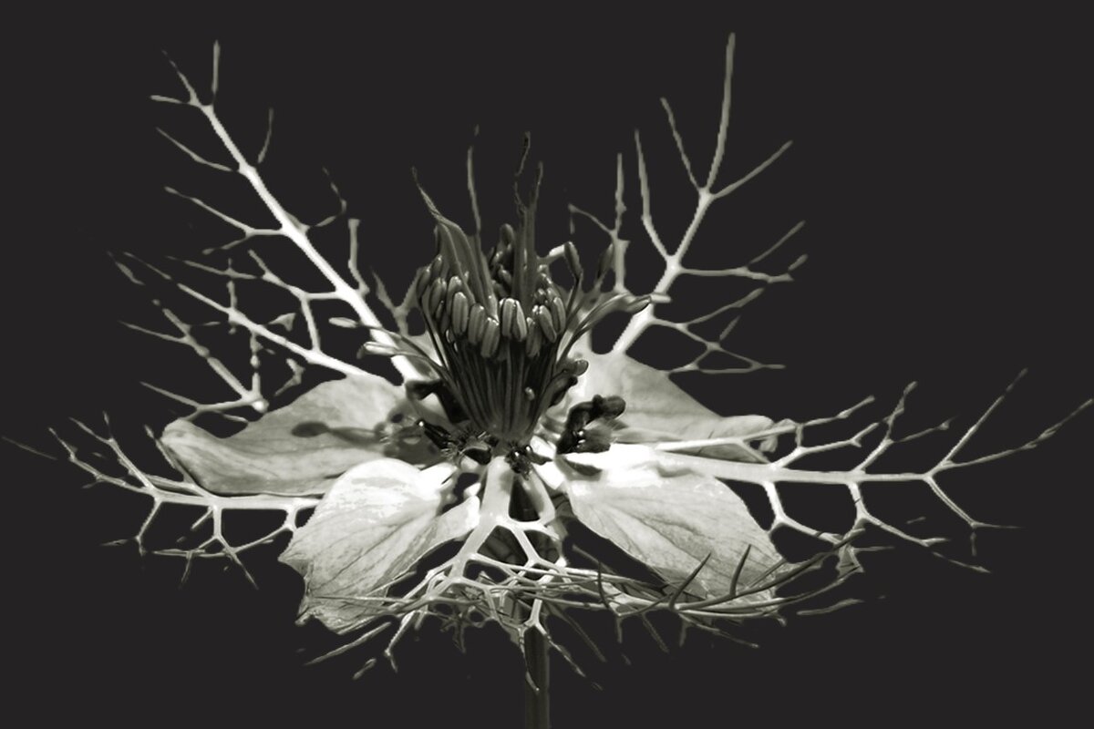 Nigella damascena - Civetta *** Nigella damascena - Civetta ***