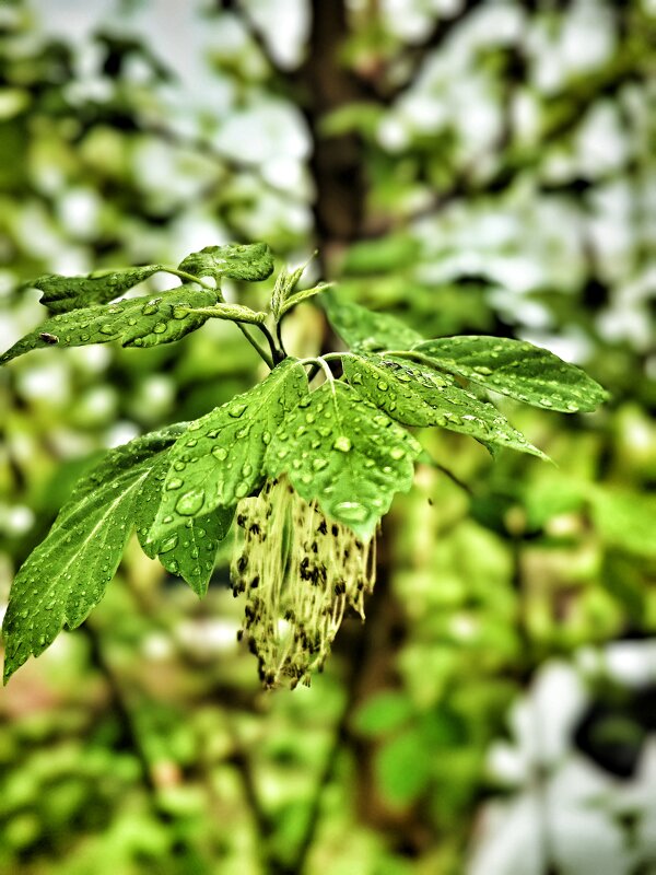 После дождя - Алексей Архипов После дождя - Алексей Архипов