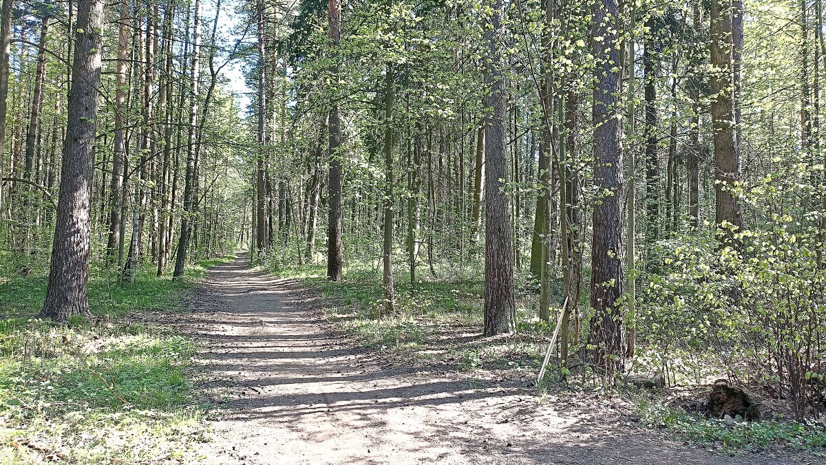 Весенний лес - Татьяна Тюменка Весенний лес - Татьяна Тюменка