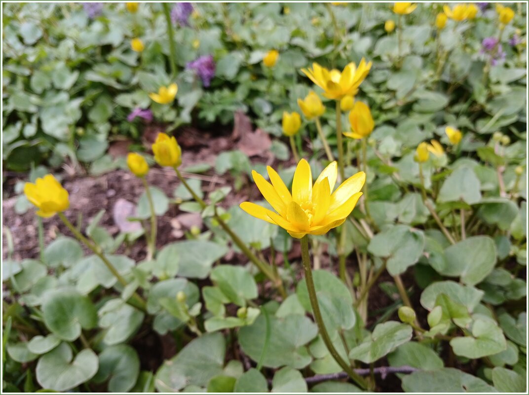 Наслаждаемся весной. - Лия ☼