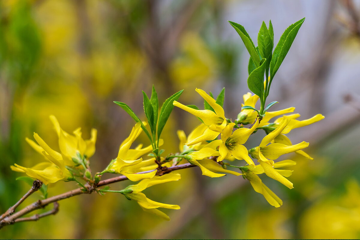 Форзиция. - Анатолий. Chesnavik.