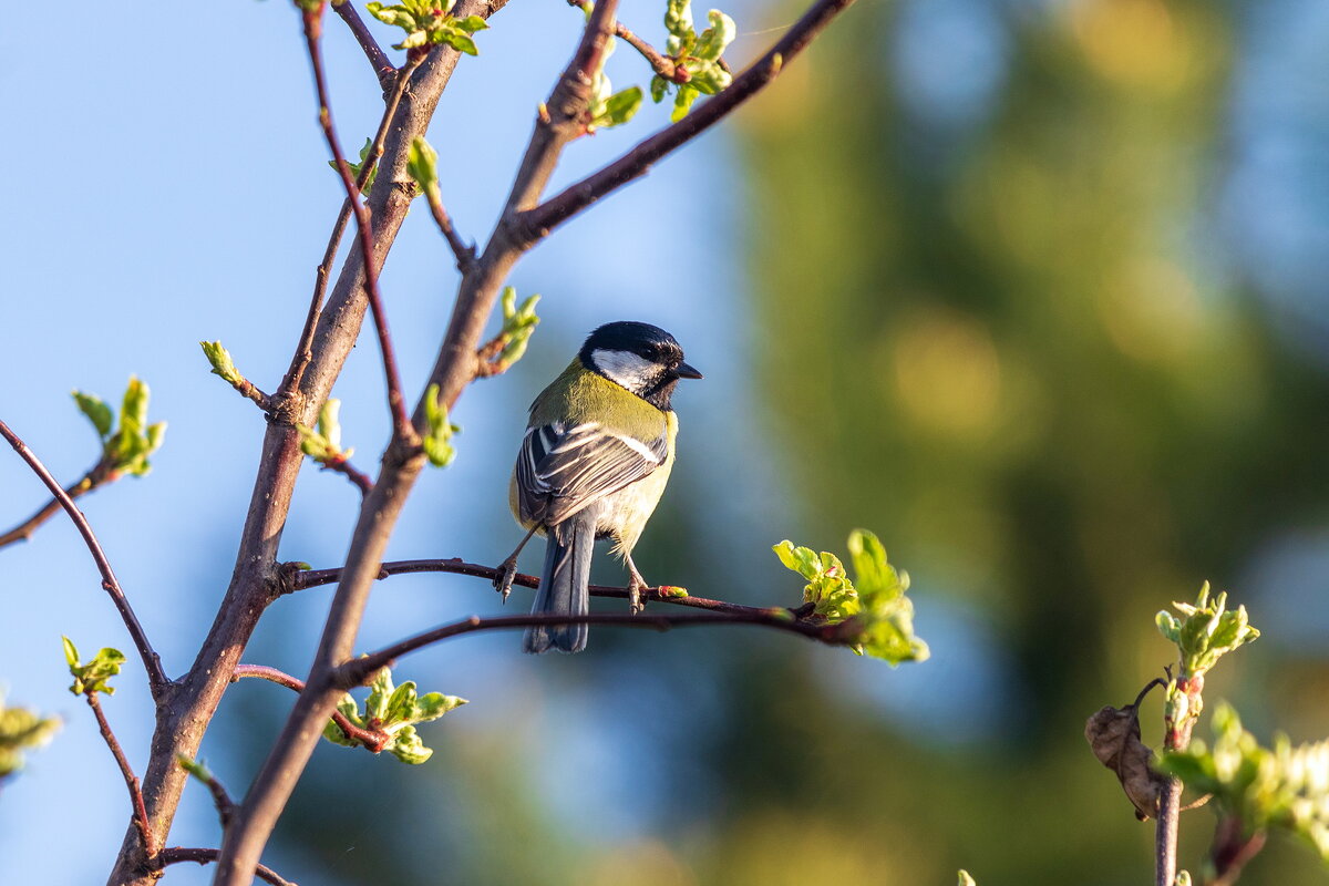 Синичка. - Анатолий. Chesnavik.