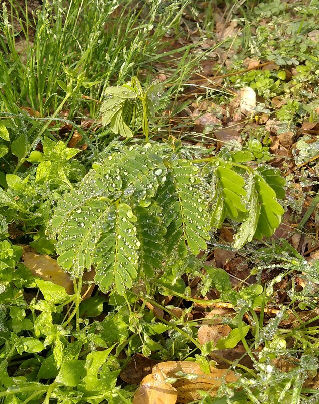 Утро - ZiBerg 60