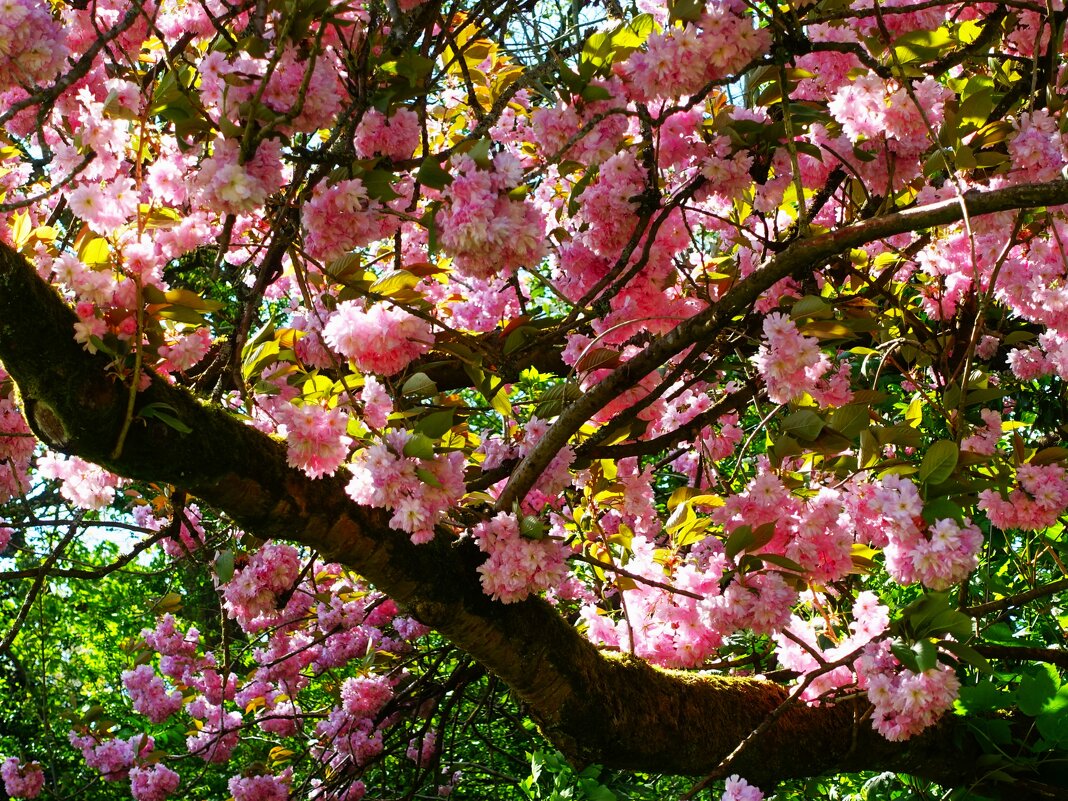 Махровая сакура - Aida10 