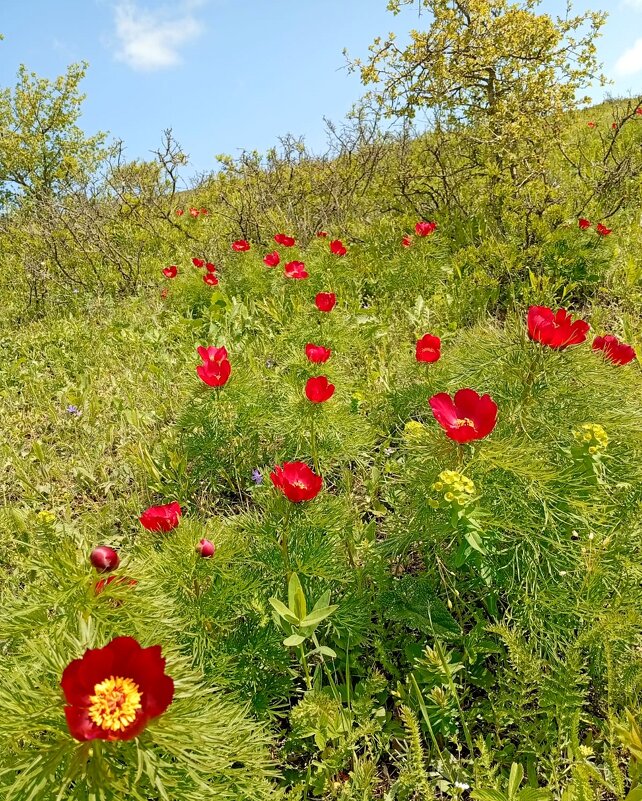 Кавминводы...  дикие пионы (лазорики) - Нина Бутко