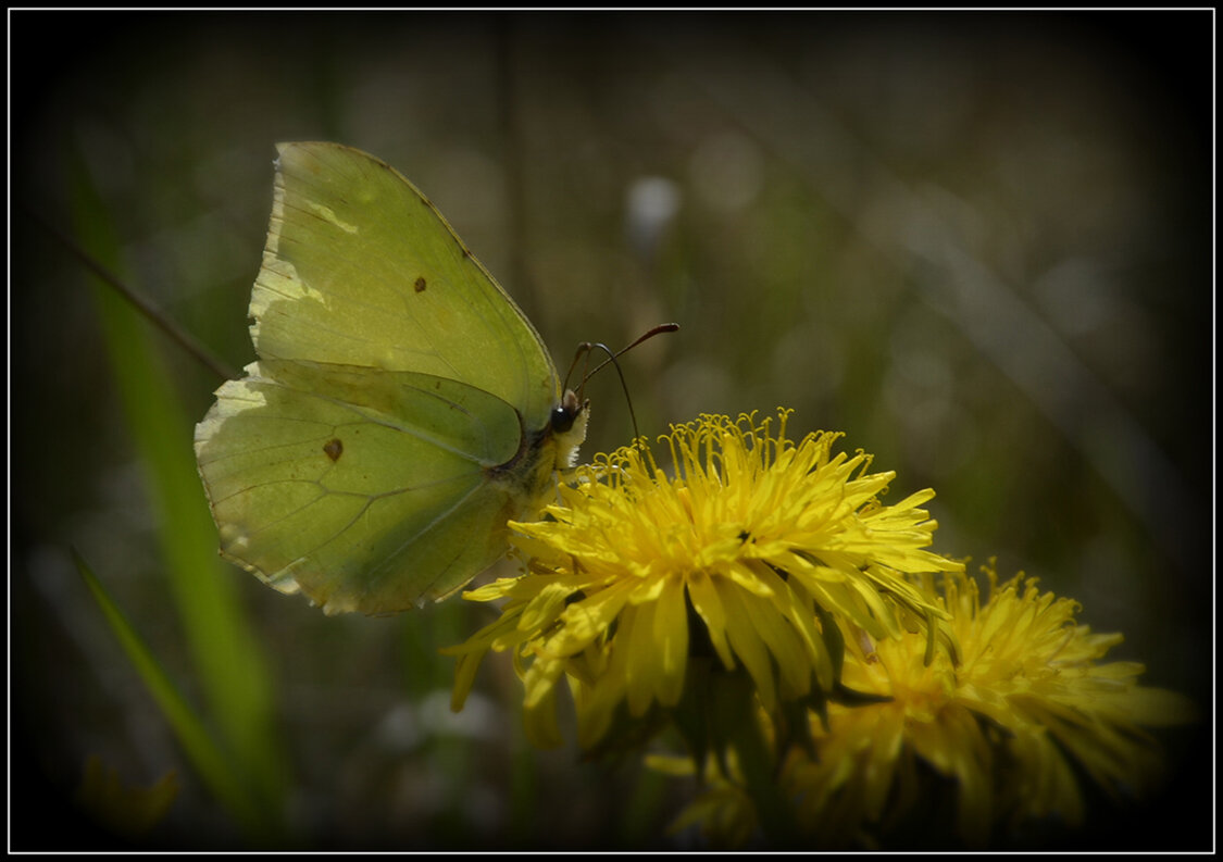 С лимонницей... - Aleksandr Gal С лимонницей... - Aleksandr Gal