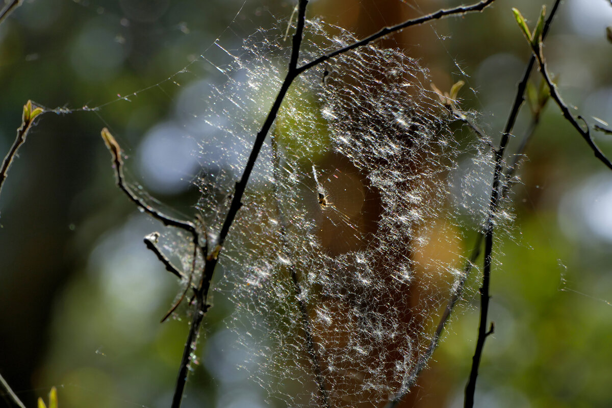 природа апреля 7 - Александр Прокудин