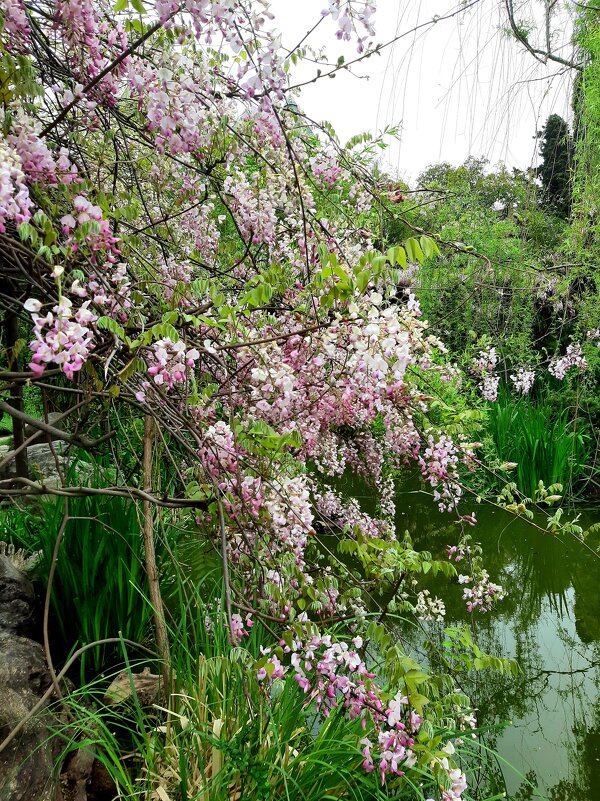 ЧЕРЕПАШЬЕ ОЗЕРО - Tata Wolf