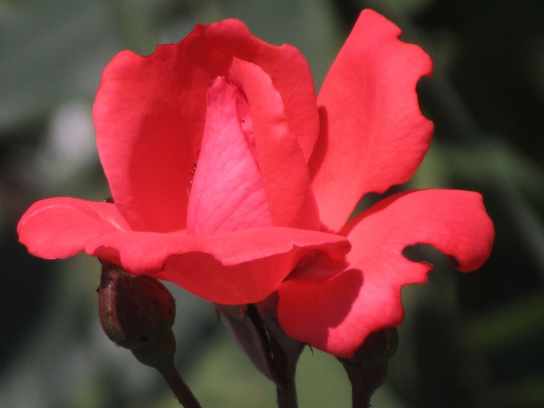 Розы... розы... - viach Розы... розы... - viach