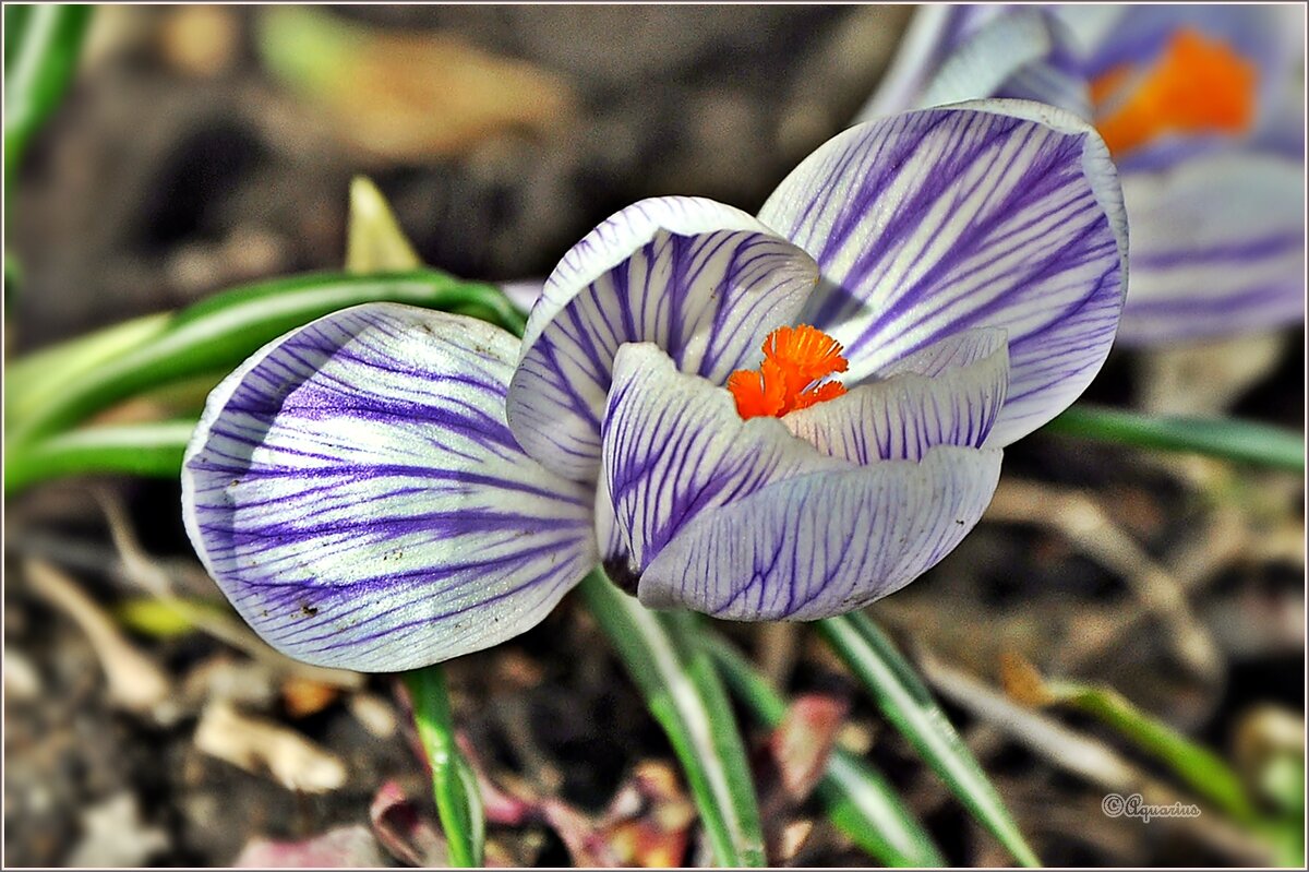 Про апрель... - Aquarius - Сергей Про апрель... - Aquarius - Сергей