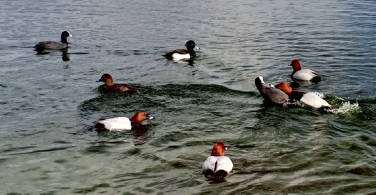 Красноголовые нырки - Сапсан 