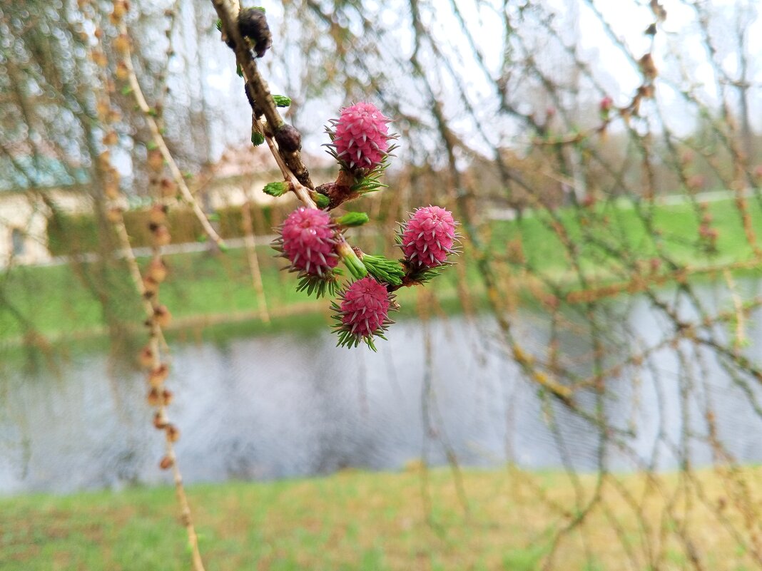 Лиственница - Сапсан Лиственница - Сапсан