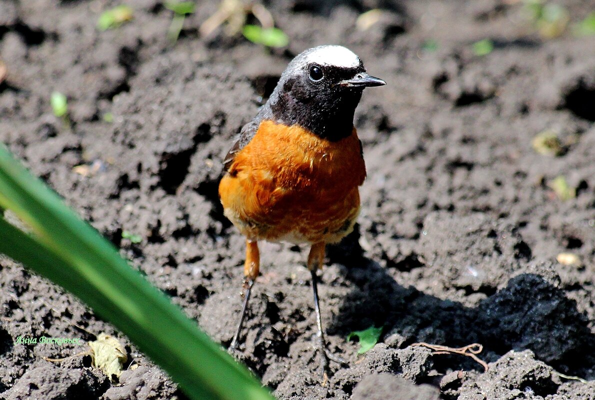 Горихвостка. - Восковых Анна Васильевна 
