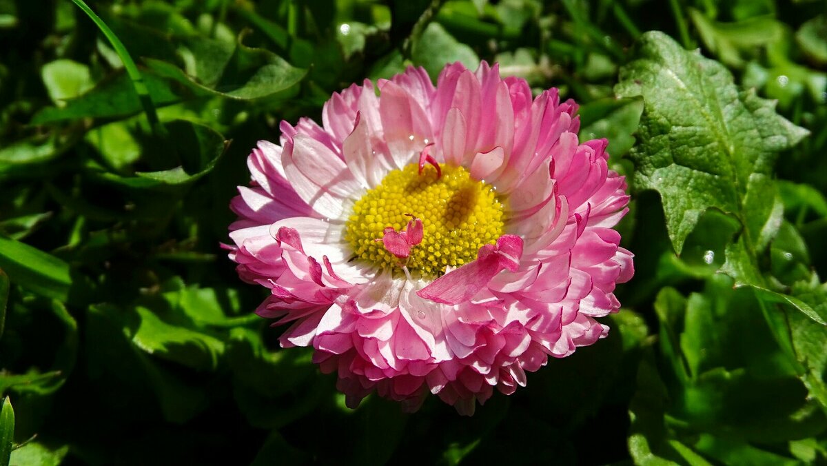 Весенний бессмертник - Милешкин Владимир Алексеевич Весенний бессмертник - Милешкин Владимир Алексеевич