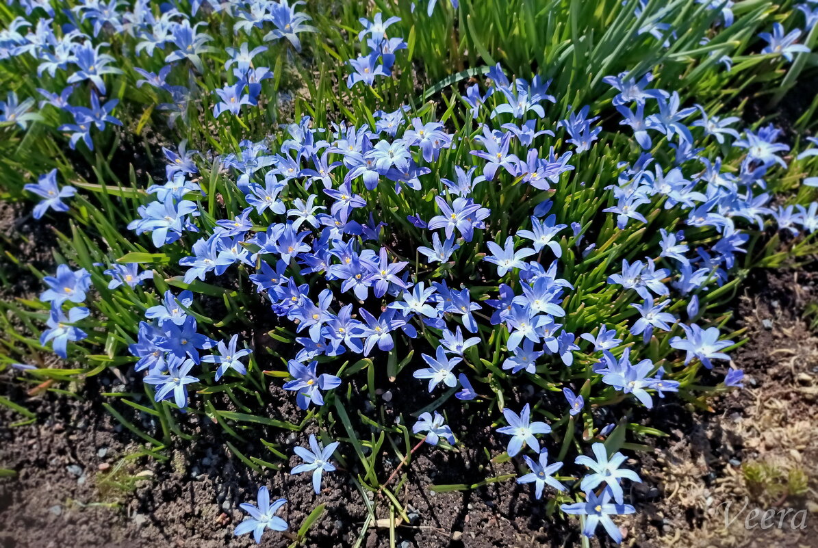 Пролеска Люцилии - Veera V Пролеска Люцилии - Veera V