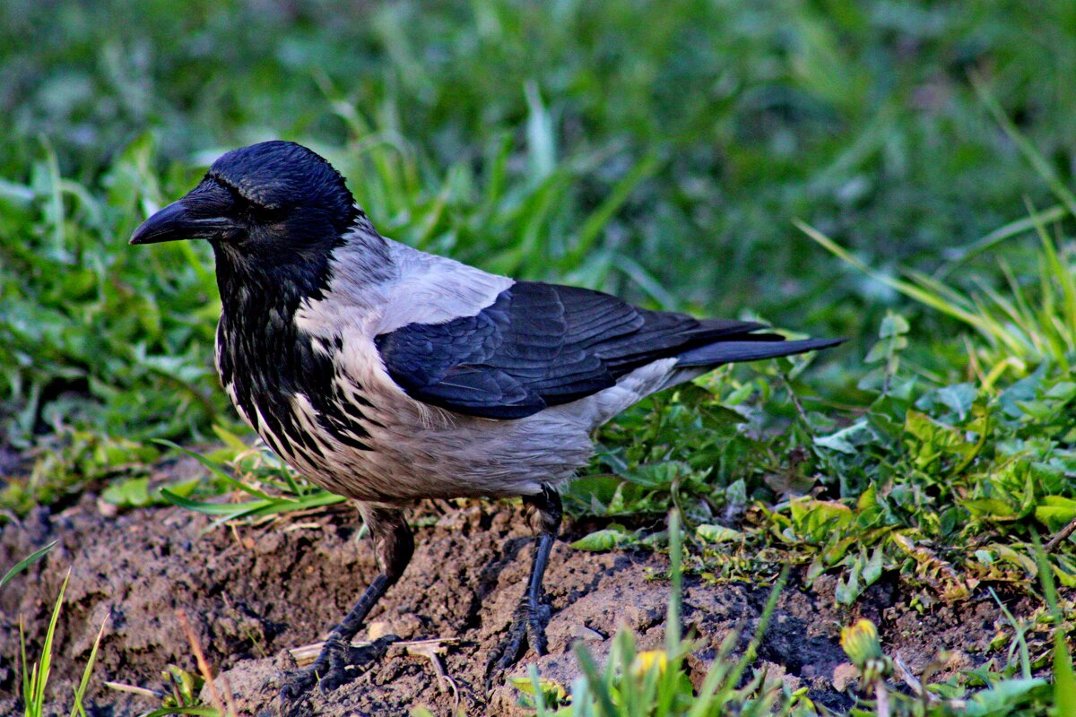 Причесанная - Дмитрий (Горыныч) Симагин