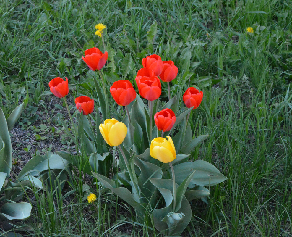 Весенняя парковая флора - Александр Буянов Весенняя парковая флора - Александр Буянов