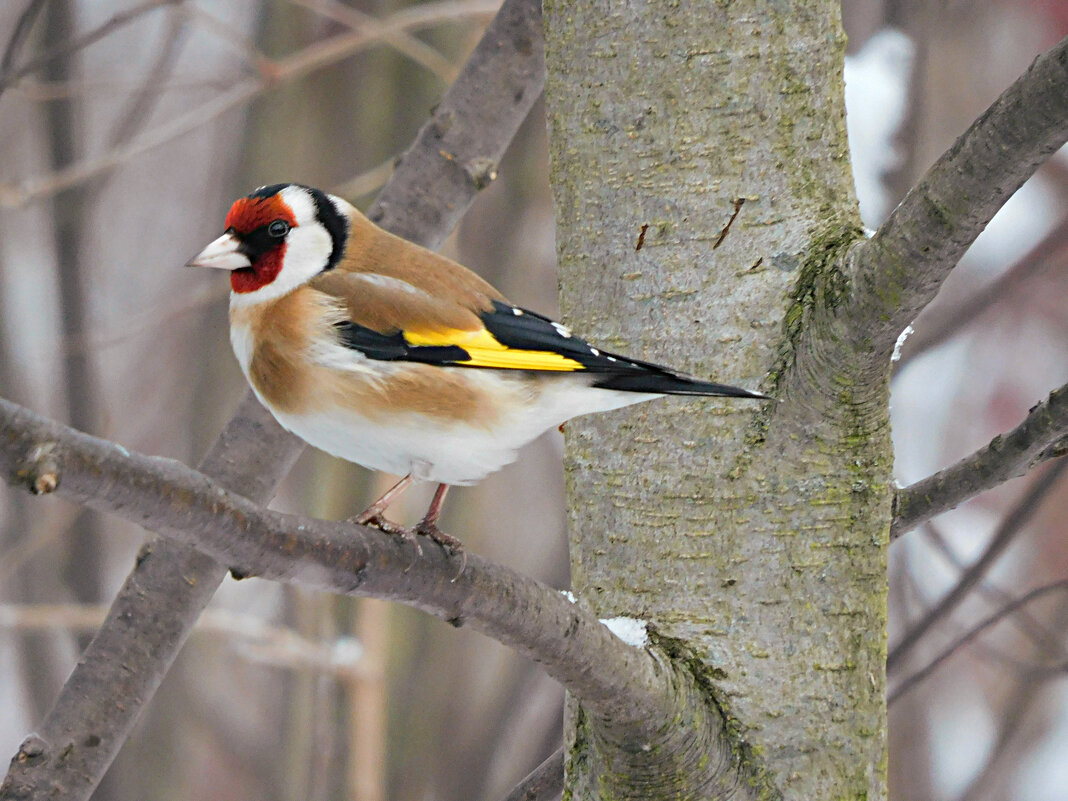 Щегол - Лина Щегол - Лина