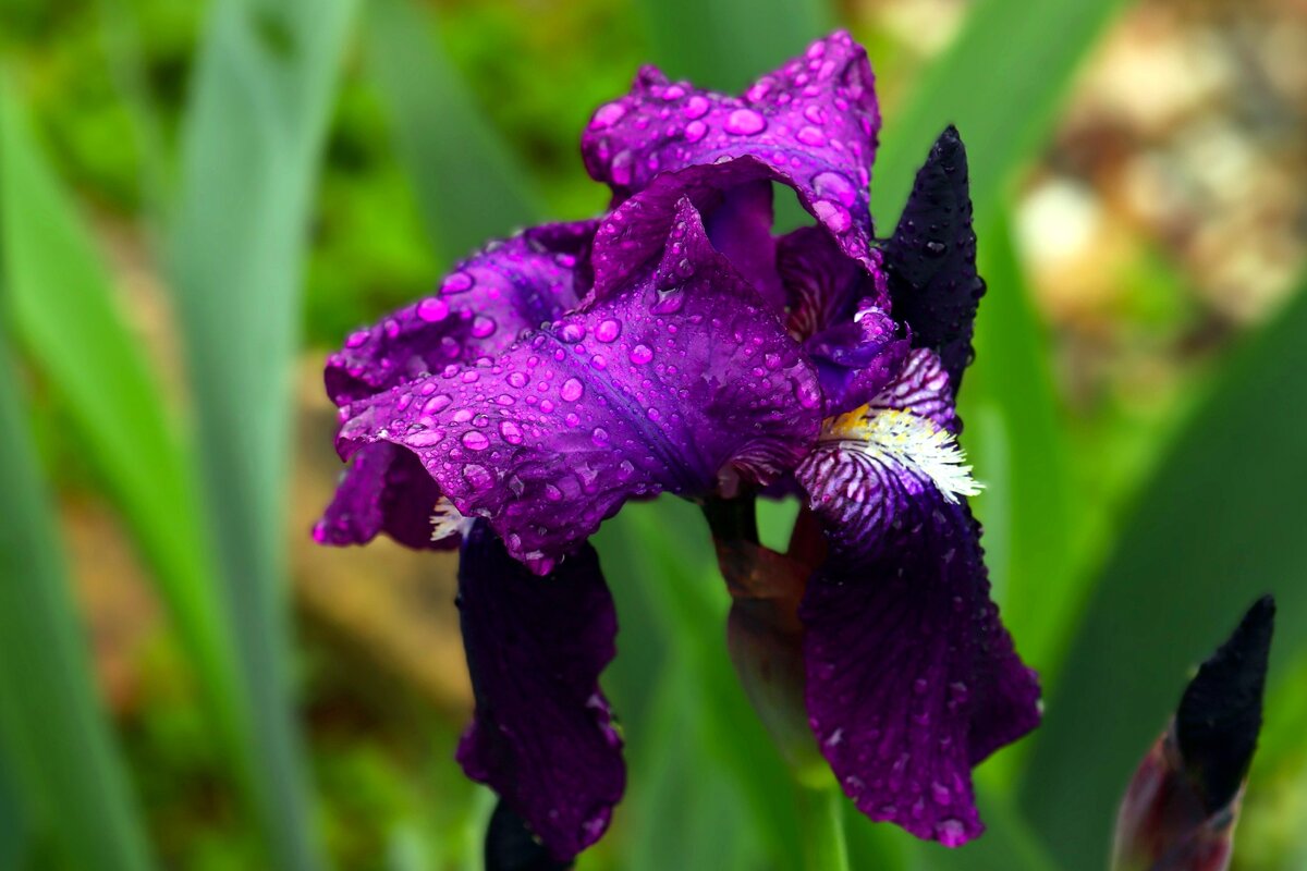 Зацвели ирисы - Юрий. Шмаков