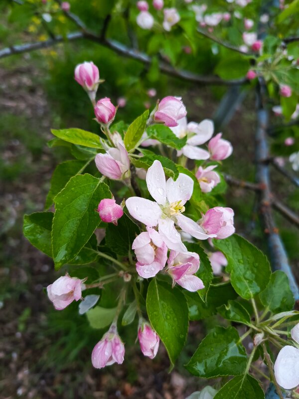 Цветение яблони - Татьяна Пальчикова