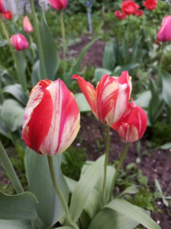 Сортовые тюпаны - Татьяна Пальчикова Сортовые тюпаны - Татьяна Пальчикова