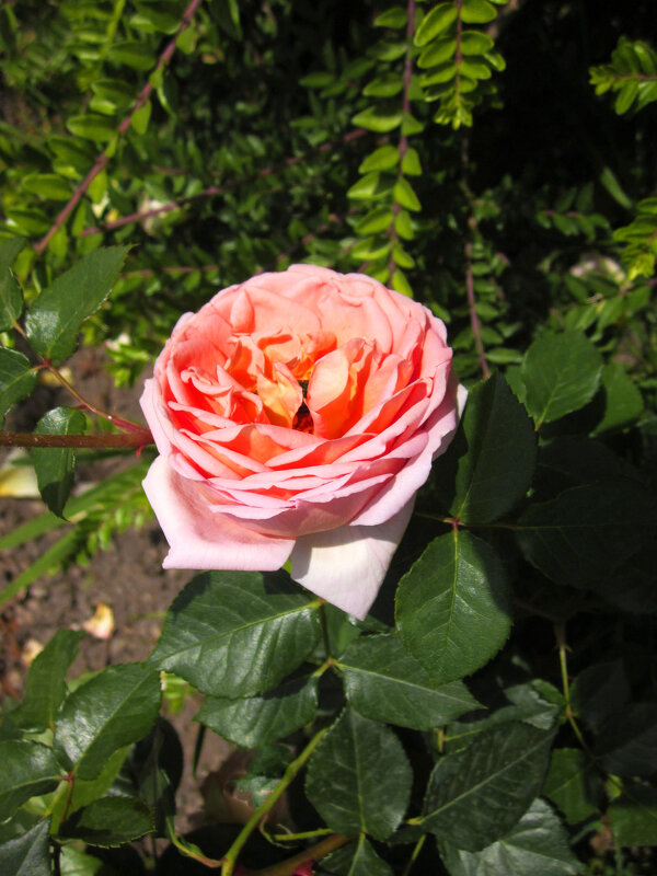 Самая ароматная роза - Валентин Семчишин