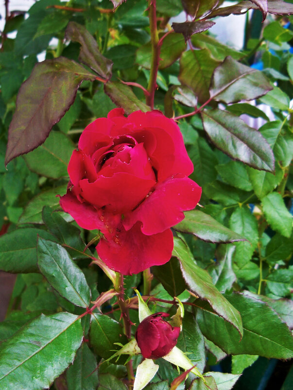 Бутоны  алой розы Флорибунда - Валентин Семчишин