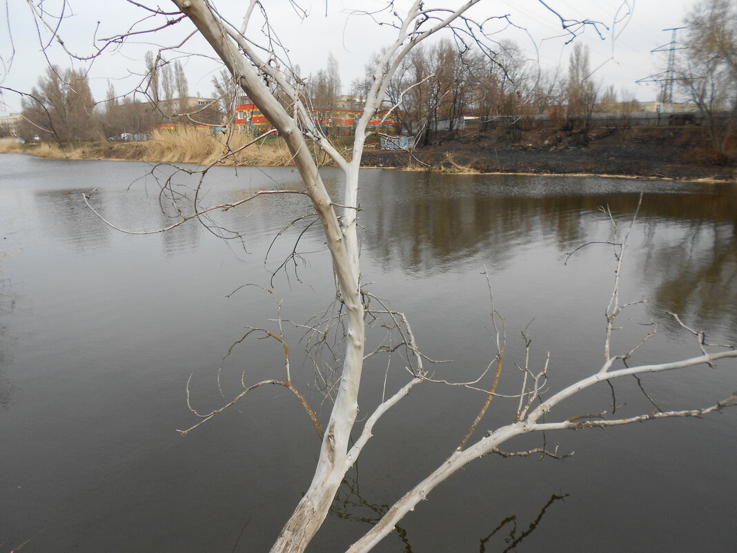 ....... - Елена Шаламова