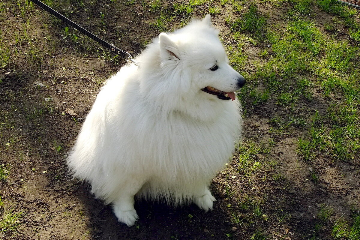 Филин - Фёдор Меркурьев Филин - Фёдор Меркурьев