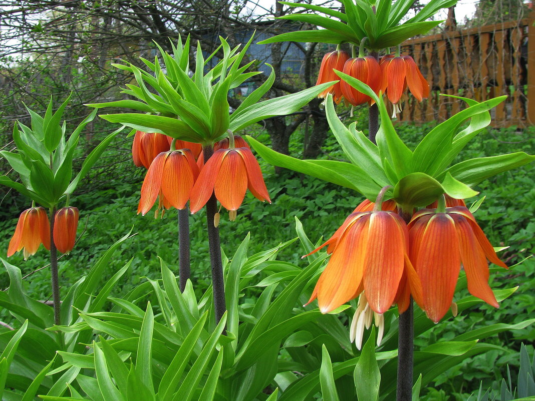 Во всей красе - Людмила Смородинская Во всей красе - Людмила Смородинская