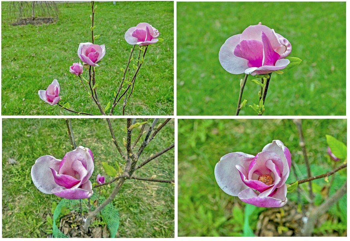 Магнолия цветёт - Валерий Иванович Магнолия цветёт - Валерий Иванович