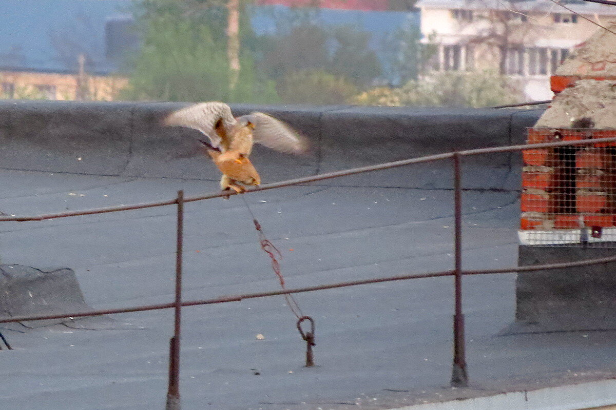 „ Любовь Соколова " - Сеня Белгородский