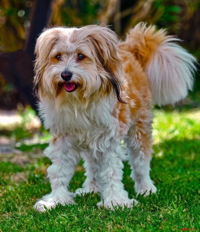 Ку-ку - Shmual & Vika Retro