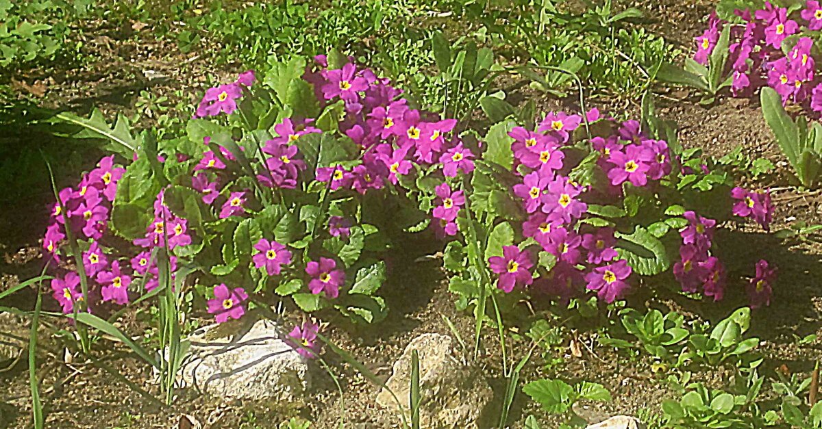 Весенний интерьер - Елена Семигина