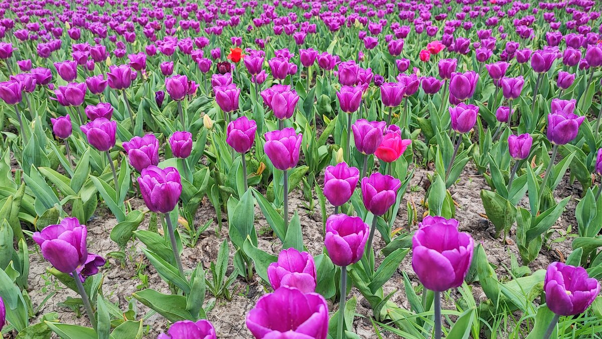 ,,, - Сергей Тимоновский