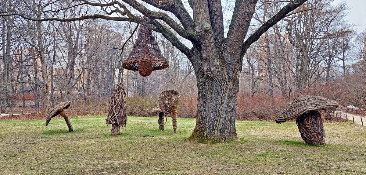 Сад грибов в Аптекарском - ИРЭН@ .